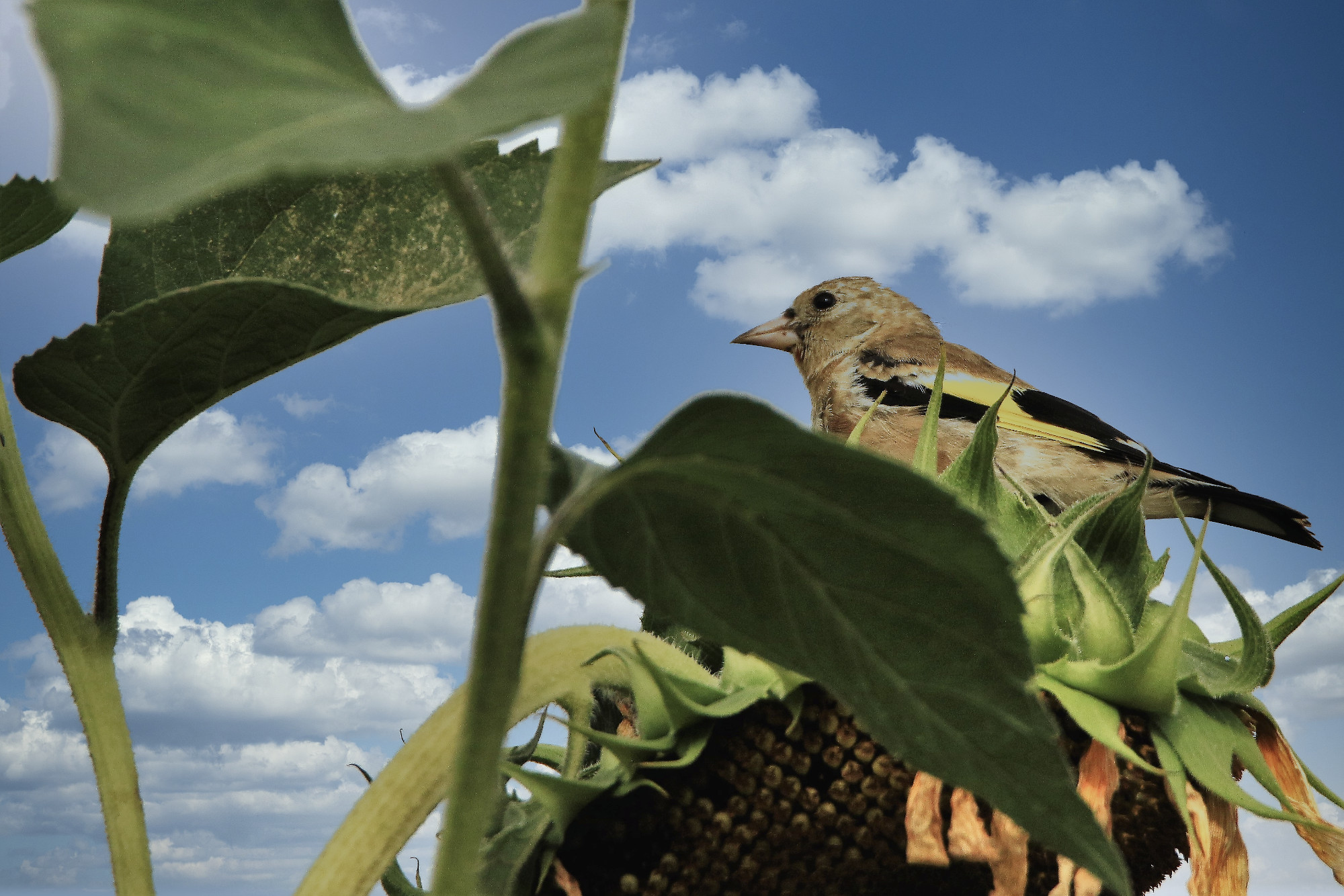 A la rencontre de la biodiversité urbaine